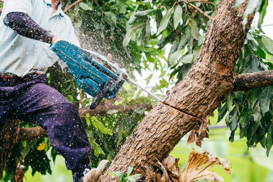 Man cutting tree with chainsaw